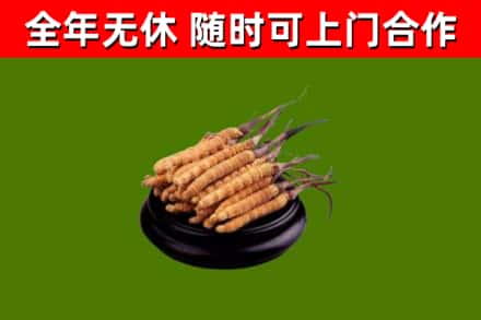 磴口回收冬虫夏草